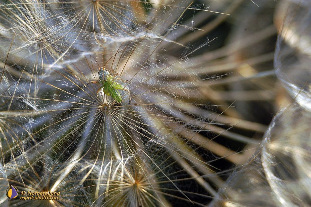 Nom de l'image : D1035461-01_(c)Norbert-JUNG — Description :